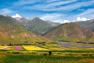 Meadow in the mountains