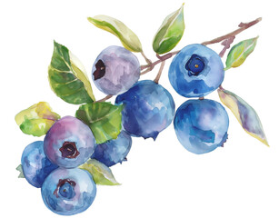 Watercolor clipart of sprig with blueberries png on transparent background