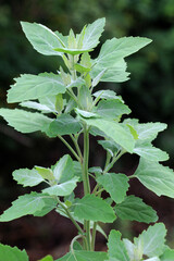 White goosefoot (Chenopodium album) grows in nature