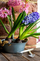 Interior design of spring kitchen or living room. Metal vase with bulbs of hyacinth, tulips. Easter floral decorations. House cozy seasonal decor with fresh flowers. Home gardening