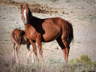 Cougar and filly Chattooga, Wild Mustangs of the Sand Wash Basin in Maybel, Colorado