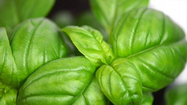 Basil leaves background. Green basil growing. Fresh Flavoring. Nature healthy food backdrop, close-up. Vegetarian concept. Italian herbs, aromatic Basils plant rotating, closeup, macro shot
