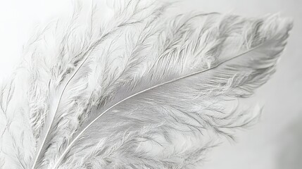 Obraz premium A delicate pencil sketch of a feather with fine detailing in the barbs.