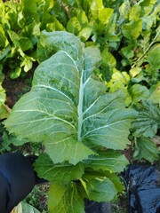 Fototapeta premium greens growing in garden