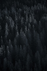 Dark Coniferous Forest