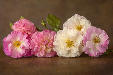 Vintage pink and white roses with textured background, rustic floral bouquet for wedding...