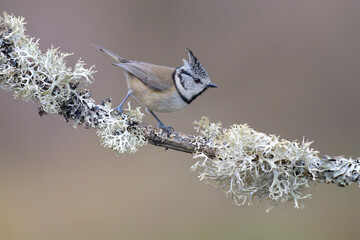 haubenmeise parus cristatus