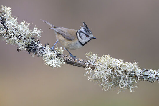 haubenmeise parus cristatus