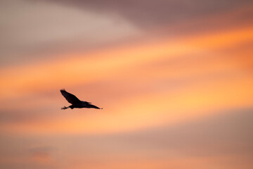 Egret bird  in flight against a vibrant sunrise sky.