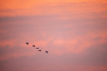 Flock of Ducks in Morning