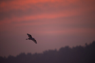Egret bird  in flight against a vibrant sunrise sky.