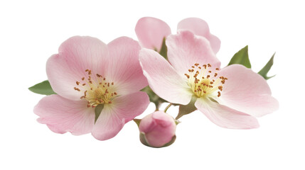 Naklejka premium Pink flower, transparent background