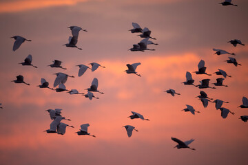 Birds in Flight at Sunrise over a Forest
