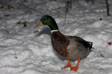 File Image: Image depicting a robin in Marlay Park in Dublin, Ireland during the Christmas holidays in December 2010 during a period of heavy snow.