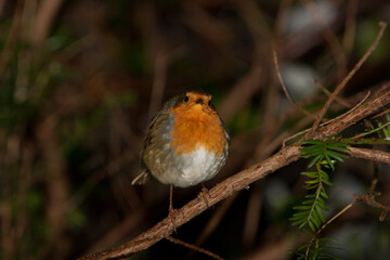 File Image: Image depicting a robin in Marlay Park in Dublin, Ireland during the Christmas holidays in December 2010 during a period of heavy snow.
