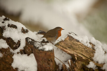 File Image: Image depicting a robin in Marlay Park in Dublin, Ireland during the Christmas holidays...