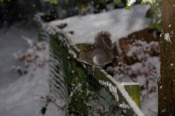File Image: Image depicting a robin in Marlay Park in Dublin, Ireland during the Christmas holidays in December 2010 during a period of heavy snow.
