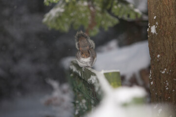 File Image: Image depicting a robin in Marlay Park in Dublin, Ireland during the Christmas holidays in December 2010 during a period of heavy snow.
