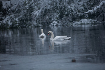 File Image: Image depicting a robin in Marlay Park in Dublin, Ireland during the Christmas holidays in December 2010 during a period of heavy snow.