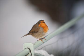 File Image: Image depicting a robin in Marlay Park in Dublin, Ireland during the Christmas holidays in December 2010 during a period of heavy snow.