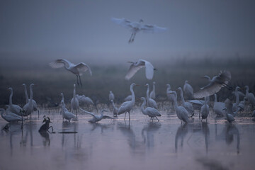 A Misty Dawn Gathering of Egrets and Herons
