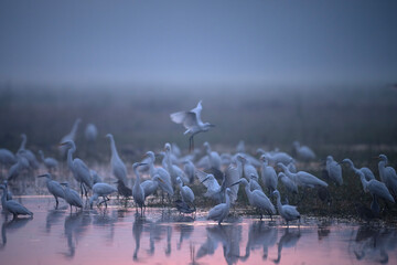 A Misty Dawn Gathering of Egrets and Herons
