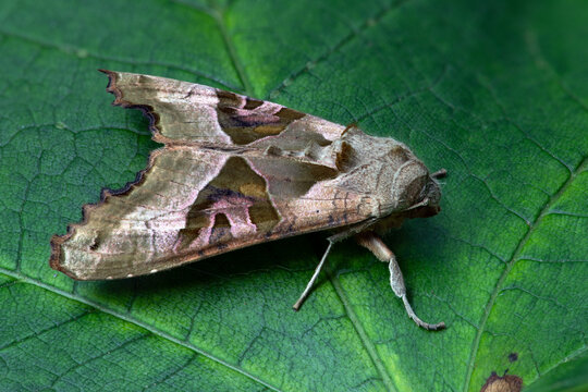 Achateule - Phlogophora meticulosa	