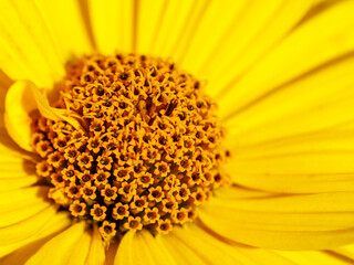 Close-up of a vibrant yellow flower's disc florets.  Detailed view of tiny, star-shaped florets.  Bright, golden yellow petals.