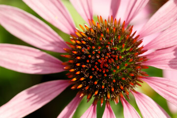 Close-up of a pink coneflower's central disc, showcasing intricate orange-red pistils amidst delicate petals.  Focus on the center.