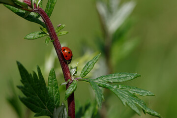 Close-up of a ladybug on a plant stem, surrounded by vibrant green leaves.  Focus on the insect and its immediate surroundings.