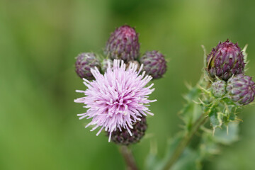 Close-up of a vibrant light purple thistle flower head, with blurred green background.  Several flower buds are visible.