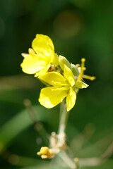 Close-up of two vibrant yellow flowers.  Blurred green background.  Botanical detail.