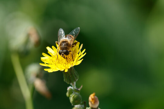 Close-up of a hoverfly on a yellow flower.  Blurred green background.  Insect foraging.