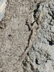 Beautiful small gray lizard camouflage on rock
