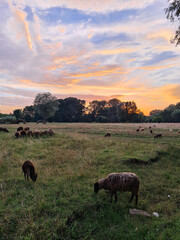sheeps grazing in the field