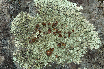 Foliose lichen with large brown apothecia in Newbury, New Hampshire.