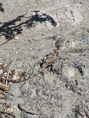 Beautiful small gray lizard camouflage on rock