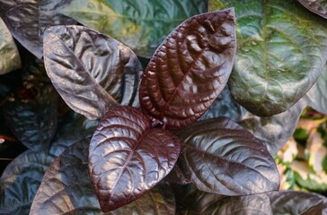 The dark leaves of Purple False Eranthemum 'Black Varnish'