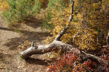 Snag in the autumn forest. Walk in the grove, October forest.