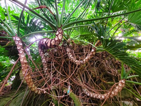 The overgrown Philodendron Selloum with textured stems and fascinating root structure