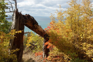 Snag in the autumn forest. Walk in the grove, October forest.Old branch against the sea. View of the sea from the mountain. Autumn forest.