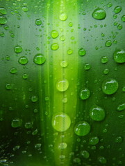 Close up of water drops on dracaena leaf