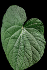 green leaf on black background