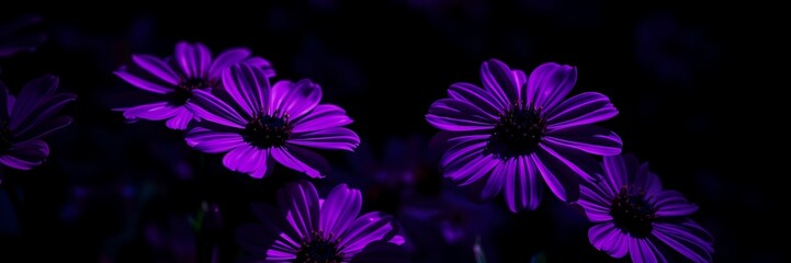 Obraz premium Vibrant purple flowers illuminated softly under gentle light