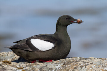 Portrait of a black guillemot holding a gunnel in its beak in Iceland