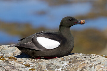 Portrait of a black guillemot holding a gunnel in its beak in Iceland