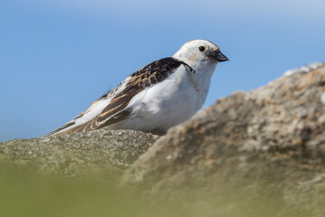 Snow bunting in Iceland