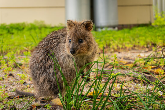 Quoka in Rottnest Island next to Perth