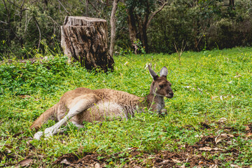 Kangaroos relaxing in the grass