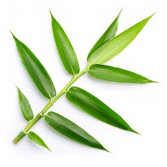 Obraz premium Verdant bamboo branch displaying lush green foliage, representing vitality and serenity against pristine white backdrop